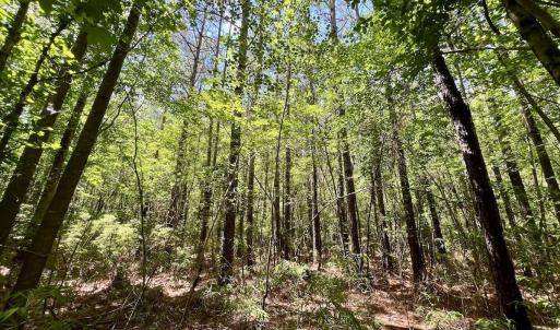Photo #23 of Off Woodridge Road, Enfield, NC 27.9 acres