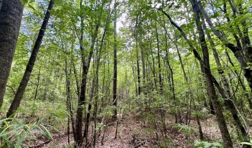 Photo #26 of Off Woodridge Road, Enfield, NC 27.9 acres