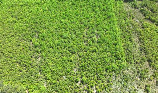 Photo #16 of Off Chance Blvd, Robersonville, NC 34.4 acres