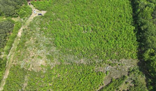 Photo #19 of Off Chance Blvd, Robersonville, NC 34.4 acres