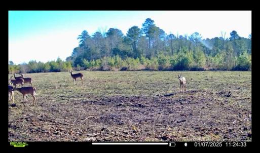 Photo #26 of Off Chance Blvd, Robersonville, NC 34.4 acres