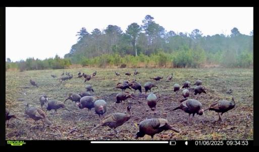 Photo #28 of Off Chance Blvd, Robersonville, NC 34.4 acres