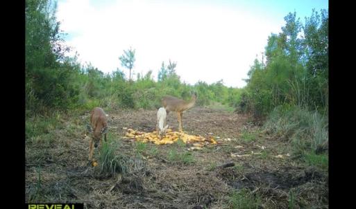 Photo #29 of Off Chance Blvd, Robersonville, NC 34.4 acres