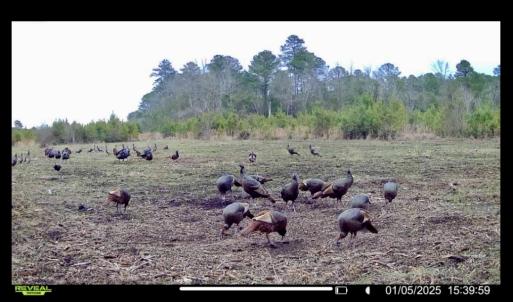 Photo #30 of Off Chance Blvd, Robersonville, NC 34.4 acres