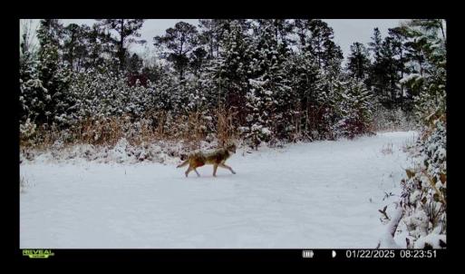 Photo #31 of Off Chance Blvd, Robersonville, NC 34.4 acres