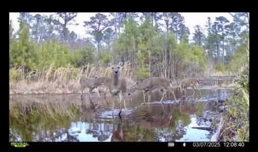 Photo #32 of Off Chance Blvd, Robersonville, NC 34.4 acres