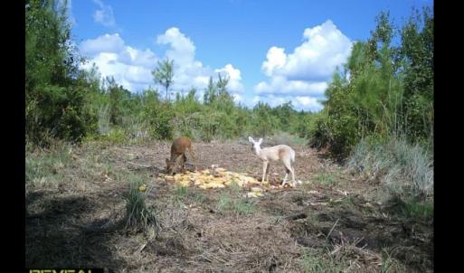 Photo #33 of Off Chance Blvd, Robersonville, NC 34.4 acres