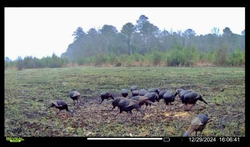 Photo #34 of Off Chance Blvd, Robersonville, NC 34.4 acres