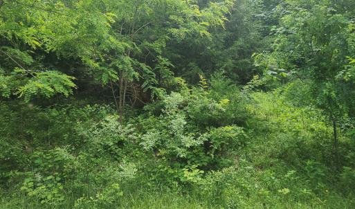 Photo #5 of Off Ravens Ridge, Lot H, Pearisburg, VA 34.3 acres