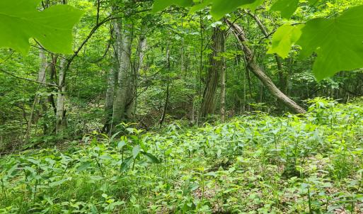 Photo #6 of Off Ravens Ridge, Lot H, Pearisburg, VA 34.3 acres