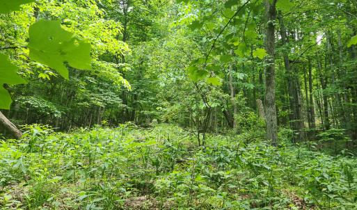 Photo #7 of Off Ravens Ridge, Lot H, Pearisburg, VA 34.3 acres