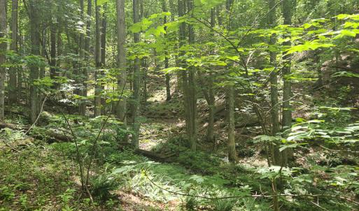 Photo #8 of Off Ravens Ridge, Lot H, Pearisburg, VA 34.3 acres