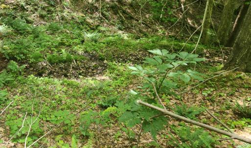 Photo #10 of Off Ravens Ridge, Lot H, Pearisburg, VA 34.3 acres