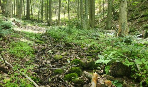 Photo #13 of Off Ravens Ridge, Lot H, Pearisburg, VA 34.3 acres