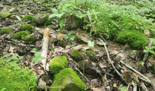 Photo #14 of Off Ravens Ridge, Lot H, Pearisburg, VA 34.3 acres