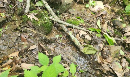 Photo #15 of Off Ravens Ridge, Lot H, Pearisburg, VA 34.3 acres
