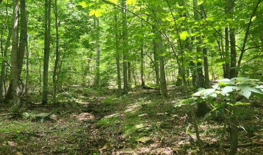 Photo #26 of Off Ravens Ridge, Lot H, Pearisburg, VA 34.3 acres