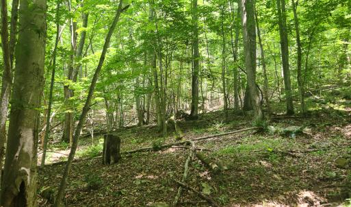 Photo #27 of Off Ravens Ridge, Lot H, Pearisburg, VA 34.3 acres