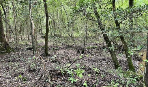 Photo #10 of Off Wayside Ln, Bunnlevel, NC 25.5 acres
