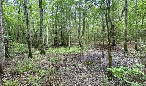 Photo #12 of Off Wayside Ln, Bunnlevel, NC 25.5 acres