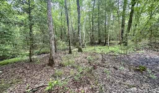 Photo #14 of Off Wayside Ln, Bunnlevel, NC 25.5 acres