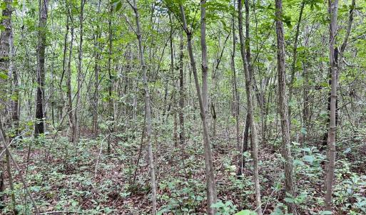 Photo #18 of Off Wayside Ln, Bunnlevel, NC 25.5 acres
