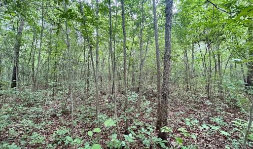 Photo #20 of Off Wayside Ln, Bunnlevel, NC 25.5 acres
