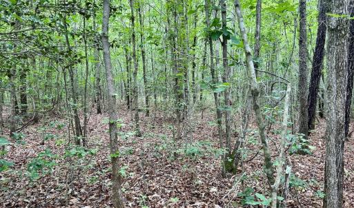 Photo #2 of Off Wayside Ln, Bunnlevel, NC 25.5 acres