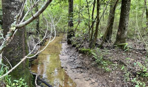Photo #8 of Off Wayside Ln, Bunnlevel, NC 25.5 acres