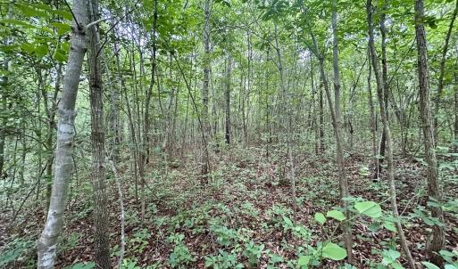 Photo #22 of Off Wayside Ln, Bunnlevel, NC 25.5 acres