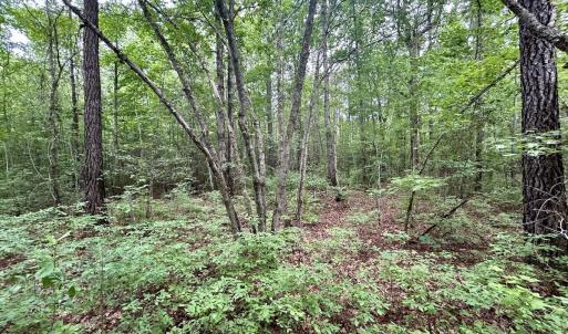 Photo #24 of Off Wayside Ln, Bunnlevel, NC 25.5 acres