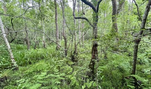 Photo #26 of Off Wayside Ln, Bunnlevel, NC 25.5 acres