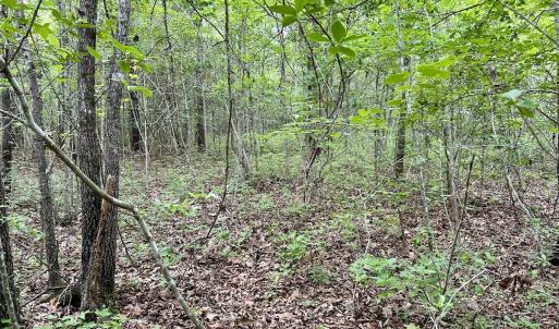 Photo #27 of Off Wayside Ln, Bunnlevel, NC 25.5 acres
