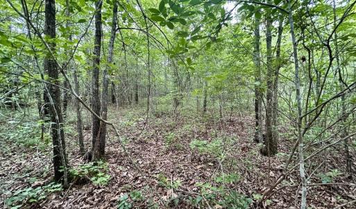 Photo #28 of Off Wayside Ln, Bunnlevel, NC 25.5 acres