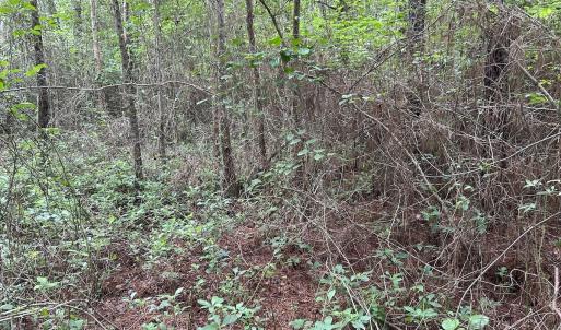Photo #29 of Off Wayside Ln, Bunnlevel, NC 25.5 acres