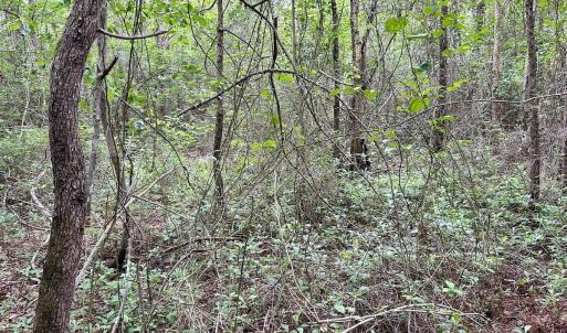 Photo #30 of Off Wayside Ln, Bunnlevel, NC 25.5 acres