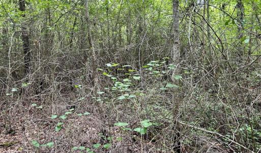 Photo #32 of Off Wayside Ln, Bunnlevel, NC 25.5 acres