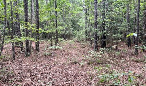 Photo #35 of Off Wayside Ln, Bunnlevel, NC 25.5 acres