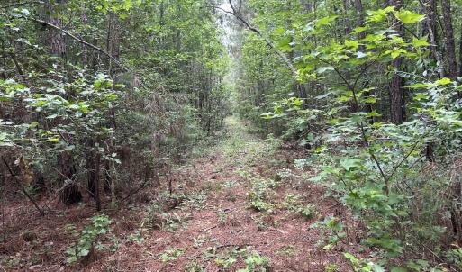 Photo #36 of Off Wayside Ln, Bunnlevel, NC 25.5 acres