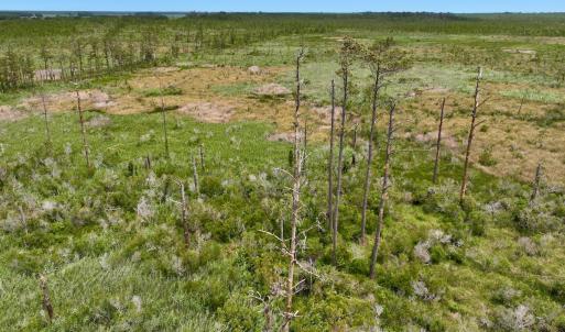 Photo #16 of Off Farrow Rd, Swan Quarter, NC 90.0 acres
