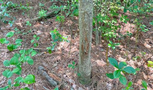 Photo #5 of Off Lebanon Church Rd, Jarratt, VA 38.0 acres