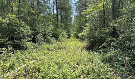 Photo #7 of Off Lebanon Church Rd, Jarratt, VA 38.0 acres