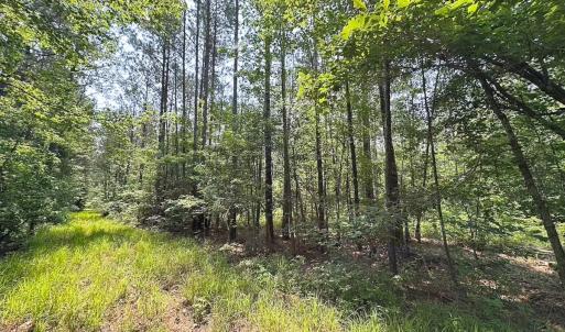 Photo #8 of Off Lebanon Church Rd, Jarratt, VA 38.0 acres