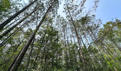 Photo #9 of Off Lebanon Church Rd, Jarratt, VA 38.0 acres
