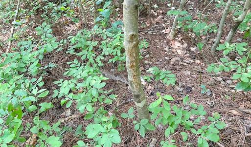 Photo #12 of Off Lebanon Church Rd, Jarratt, VA 38.0 acres
