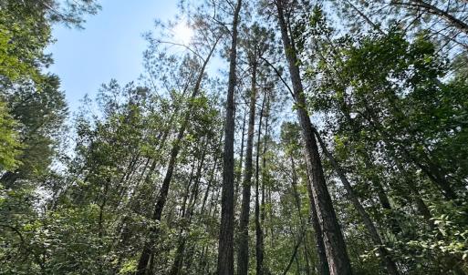 Photo #13 of Off Lebanon Church Rd, Jarratt, VA 38.0 acres