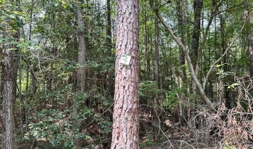Photo #16 of Off Lebanon Church Rd, Jarratt, VA 38.0 acres