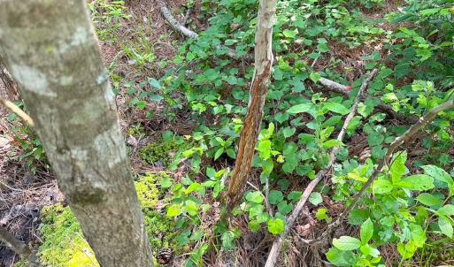 Photo #17 of Off Lebanon Church Rd, Jarratt, VA 38.0 acres