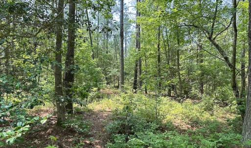 Photo #19 of Off Lebanon Church Rd, Jarratt, VA 38.0 acres