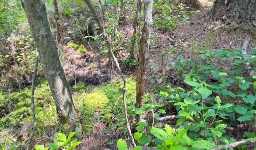 Photo #21 of Off Lebanon Church Rd, Jarratt, VA 38.0 acres